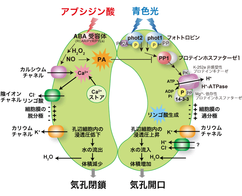 Stomatal-movements-bold2